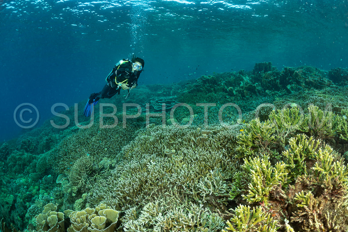 woman diver discovering the beauty of the Komodo National Park caral reef in Indonesia