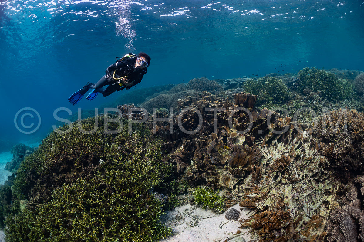 woman diver discovering the beauty of the Komodo National Park caral reef in Indonesia