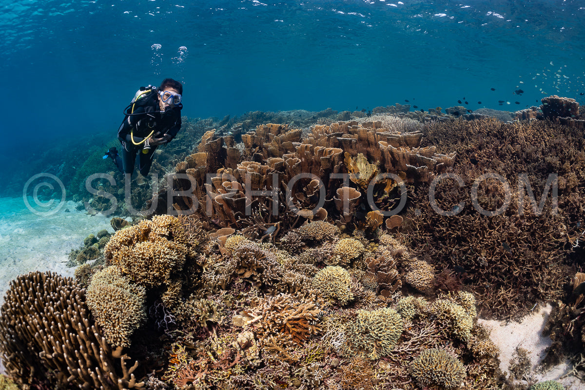 woman diver discovering the beauty of the Komodo National Park caral reef in Indonesia