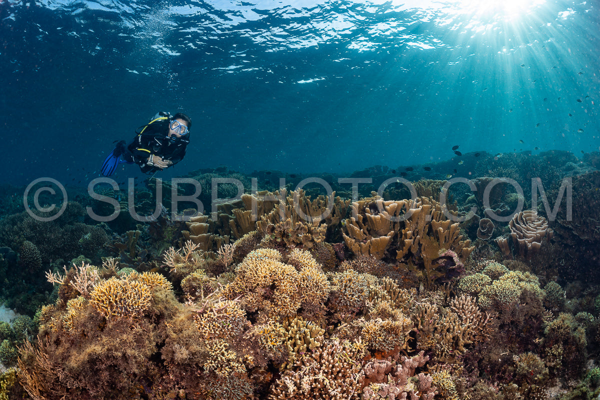 woman diver discovering the beauty of the Komodo National Park caral reef in Indonesia