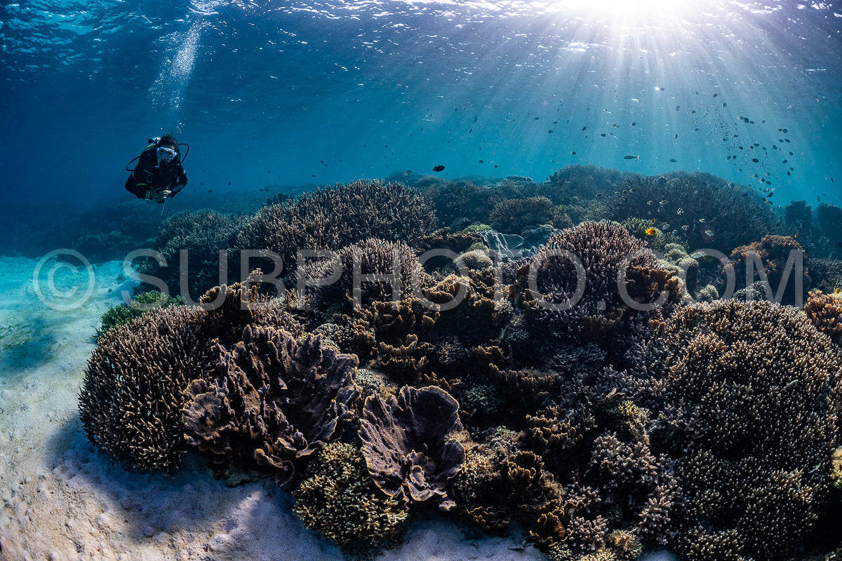 Photo de femme plongeuse découvrant la beauté du récif caral du parc national de Komodo en Indonésie