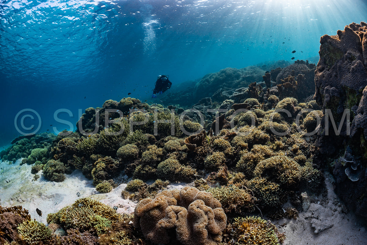 Photo de femme plongeuse découvrant la beauté du récif caral du parc national de Komodo en Indonésie