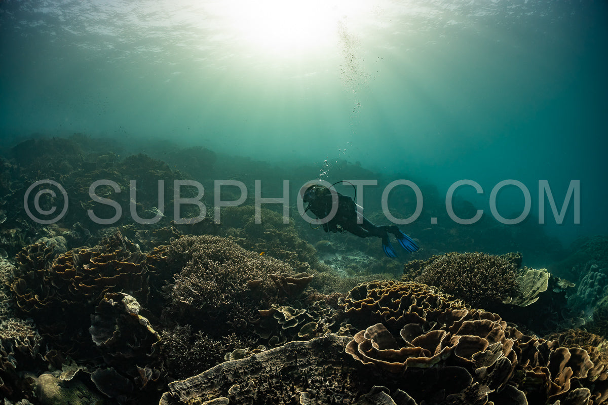 woman diver discovering the beauty of the Komodo National Park caral reef in Indonesia