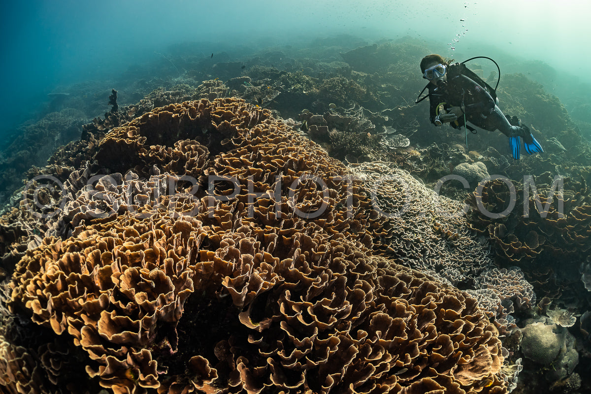 woman diver discovering the beauty of the Komodo National Park caral reef in Indonesia