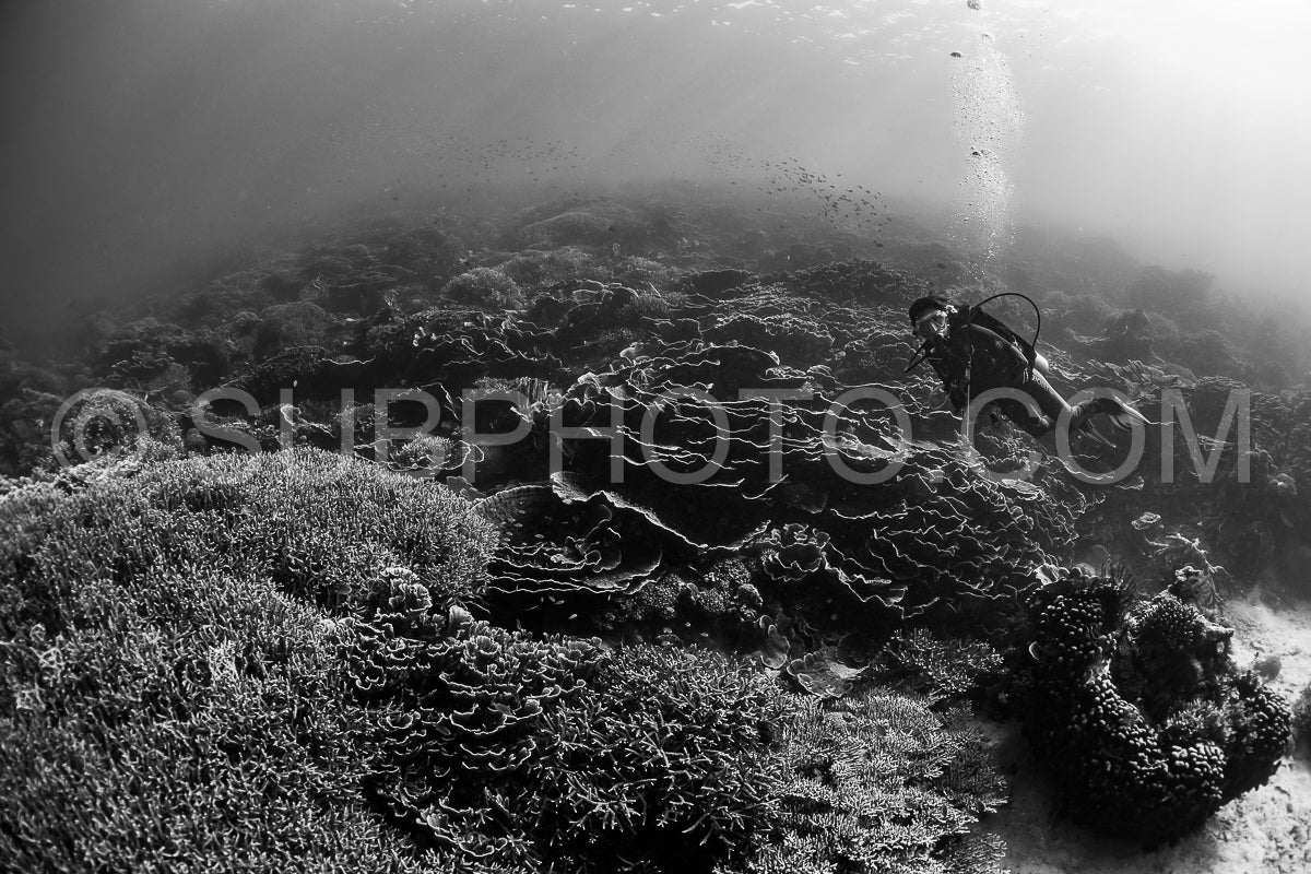 woman diver discovering the beauty of the Komodo National Park caral reef in Indonesia