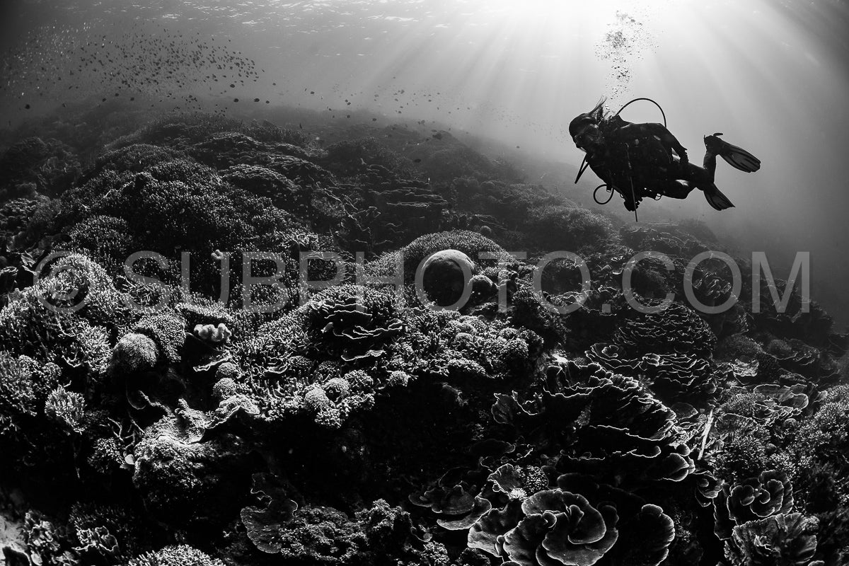 woman diver discovering the beauty of the Komodo National Park caral reef in Indonesia