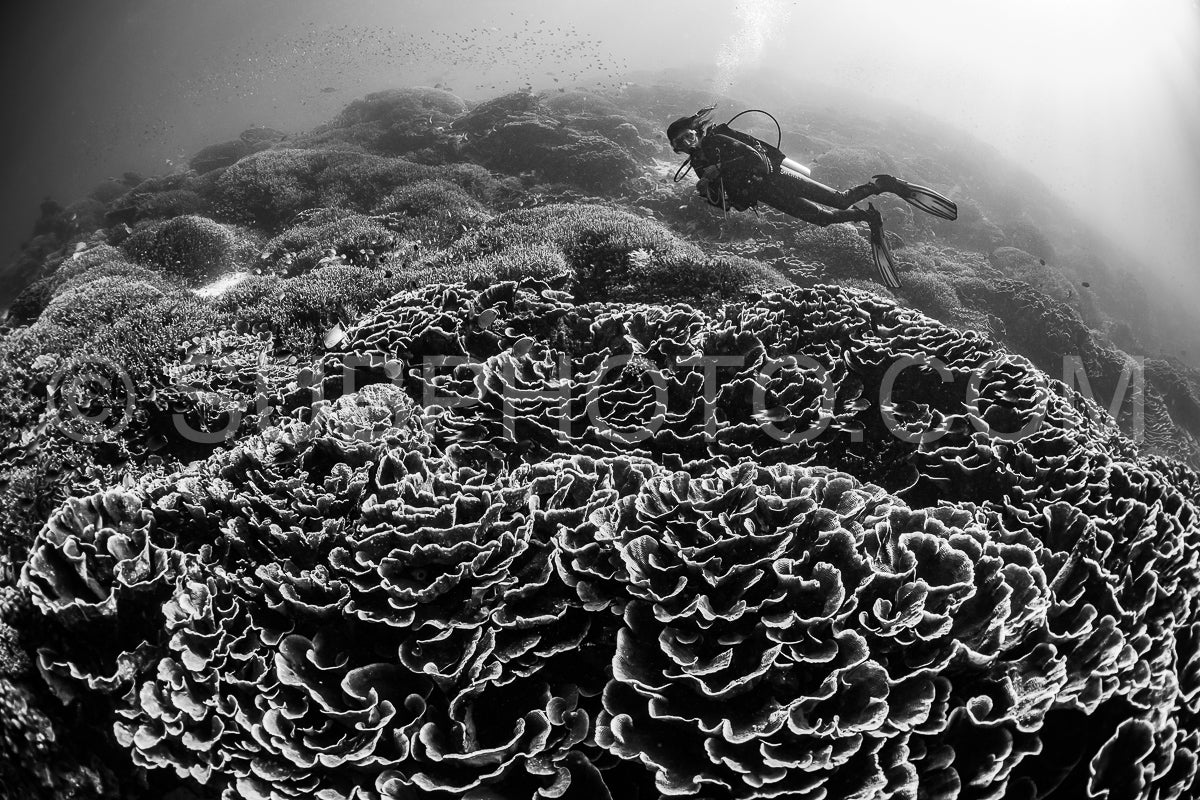 woman diver discovering the beauty of the Komodo National Park caral reef in Indonesia