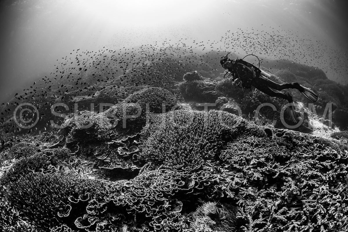 woman diver discovering the beauty of the Komodo National Park caral reef in Indonesia