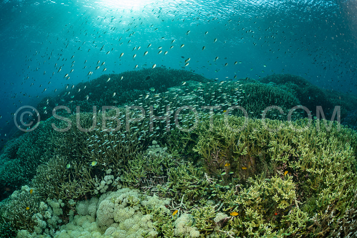 coral reef in Indonesia