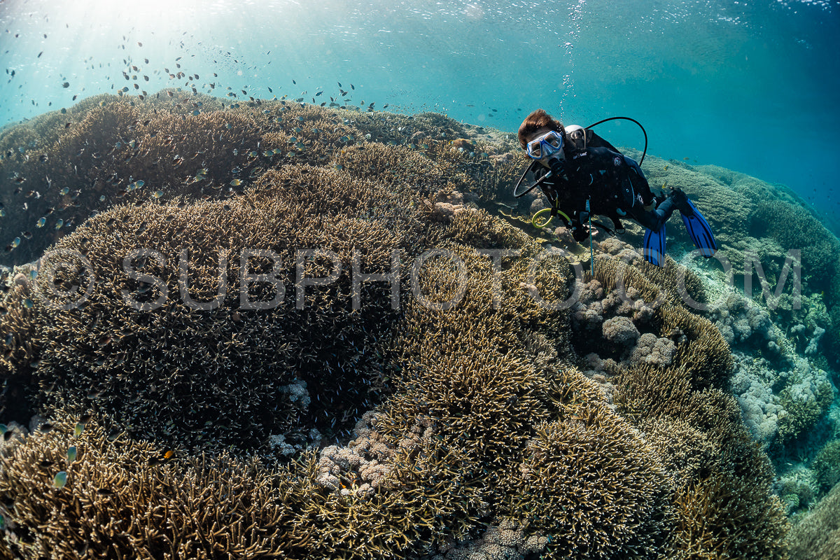 woman diver discovering the beauty of the Komodo National Park caral reef in Indonesia