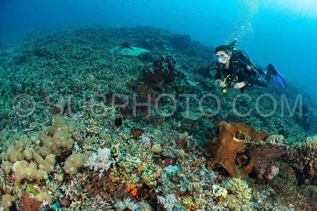 woman diver discovering the beauty of the Komodo National Park caral reef in Indonesia