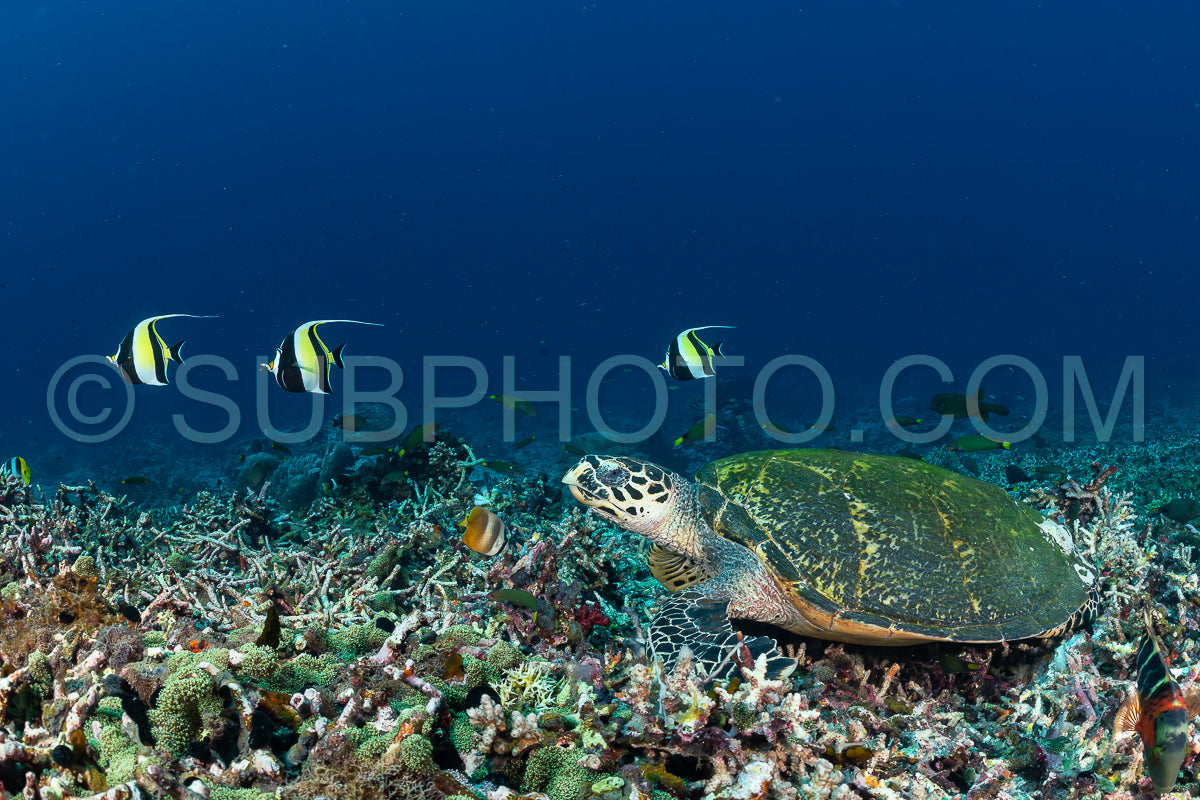 hawksbill turtle with a woman diver