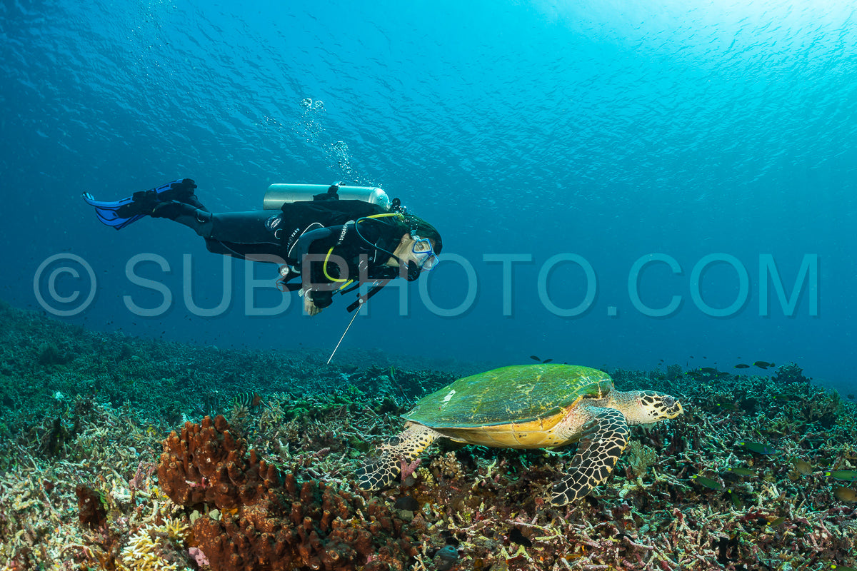 hawksbill turtle with a woman diver