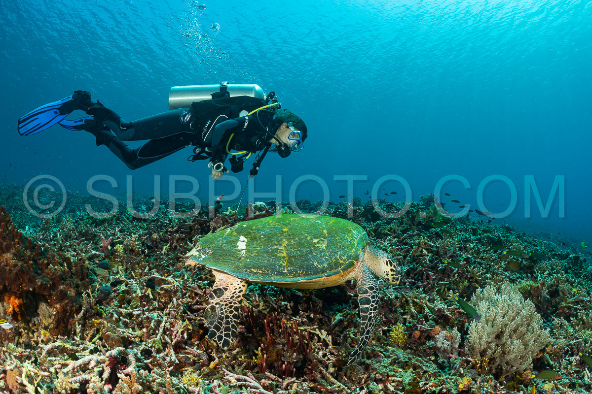 hawksbill turtle with a woman diver