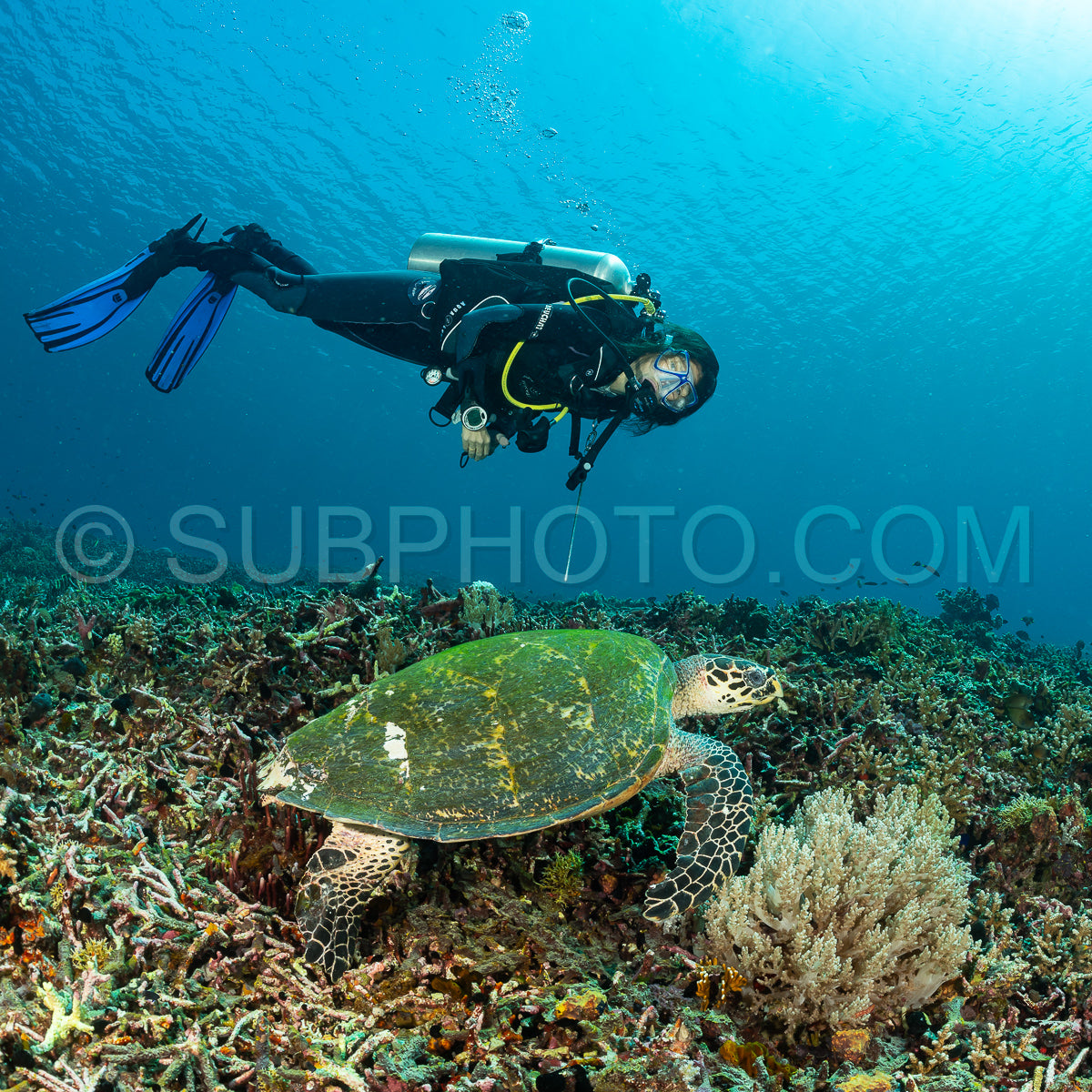 hawksbill turtle with a woman diver