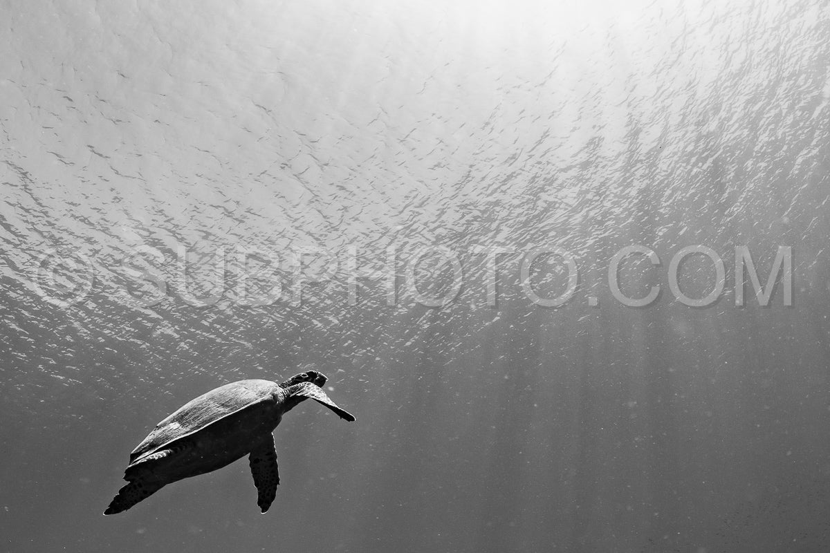 hawksbill turtle with a woman diver