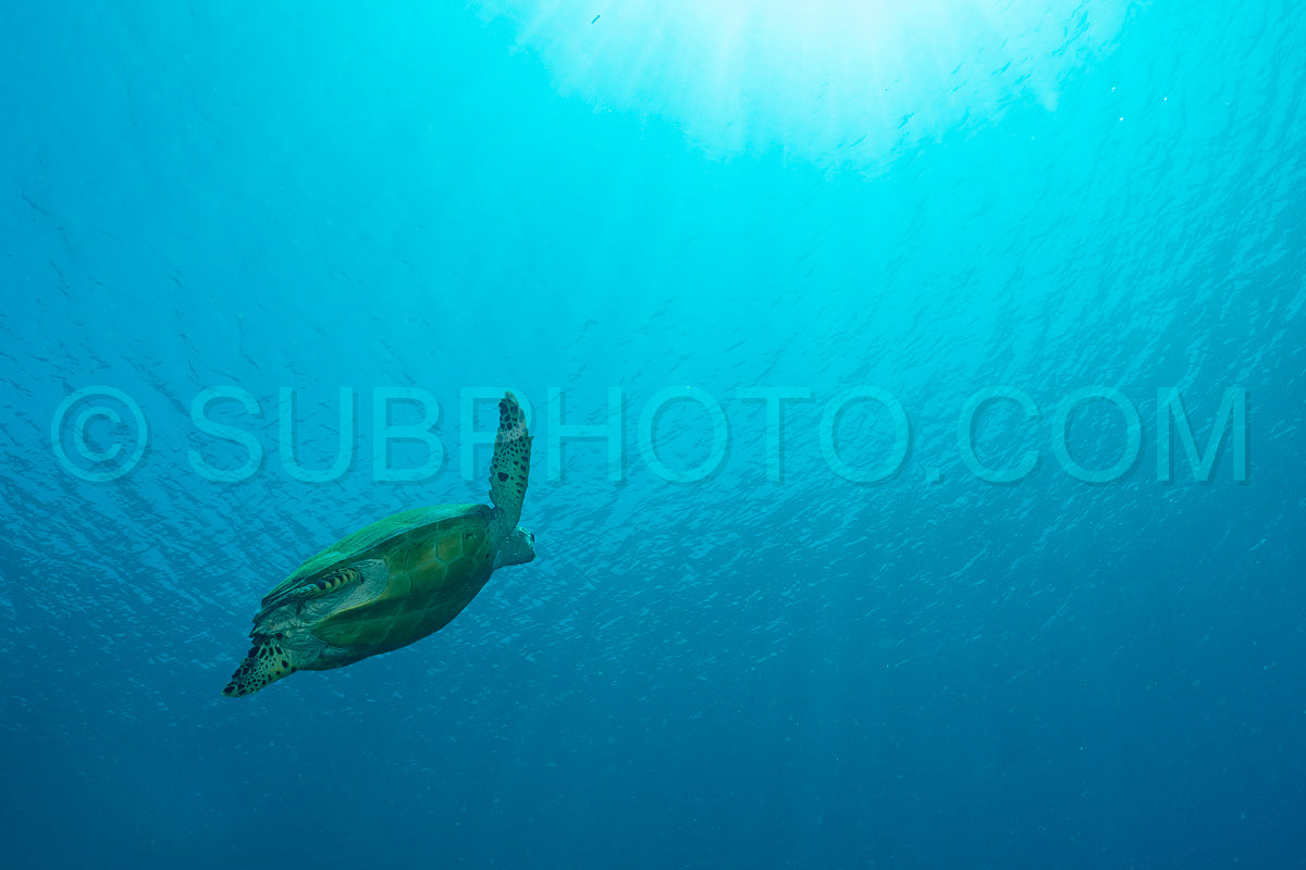 hawksbill turtle with a woman diver