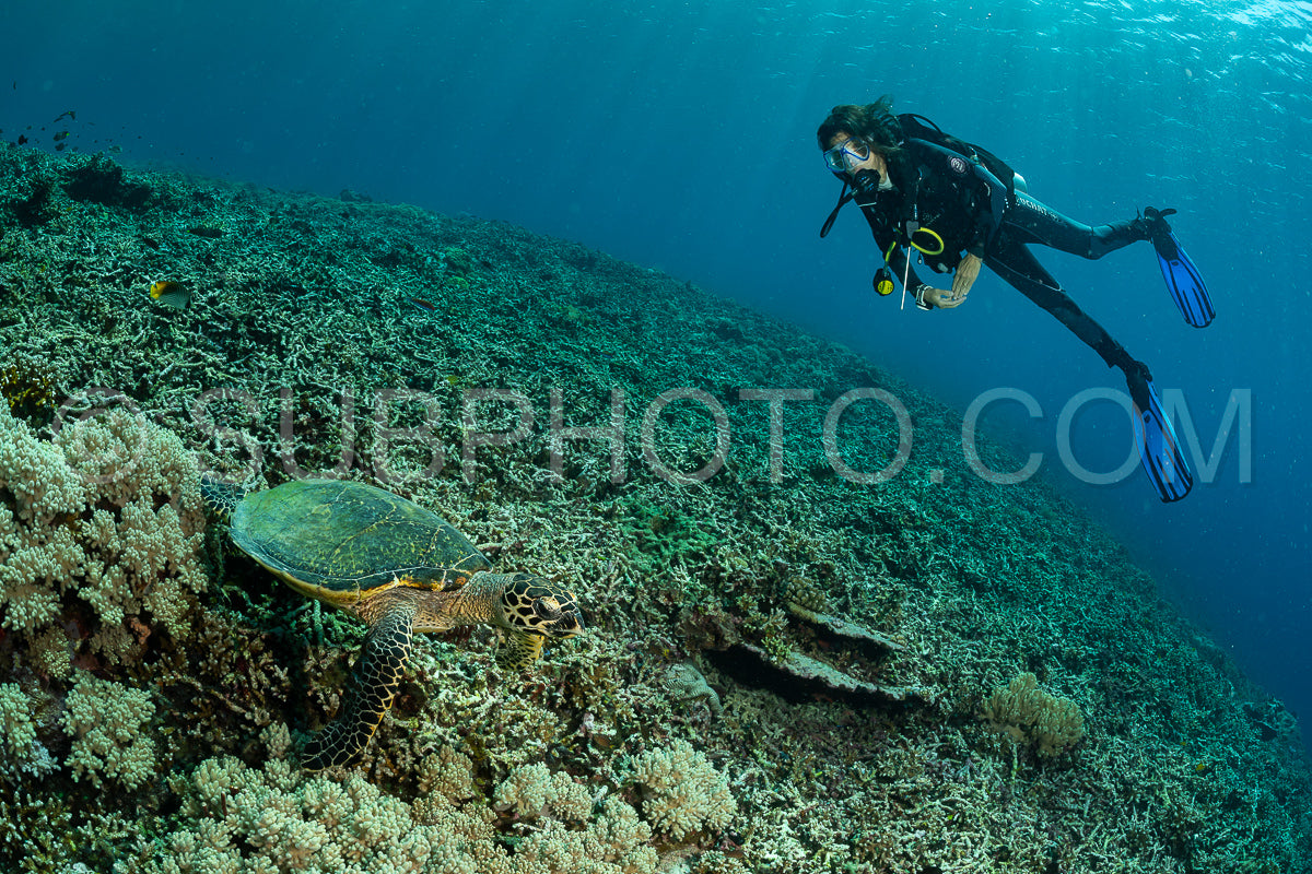 hawksbill turtle with a woman diver