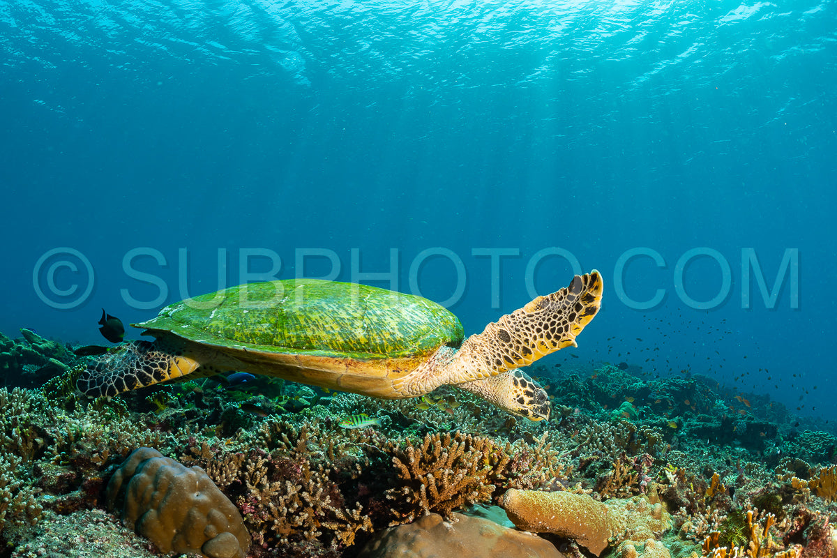 hawksbill turtle with a woman diver