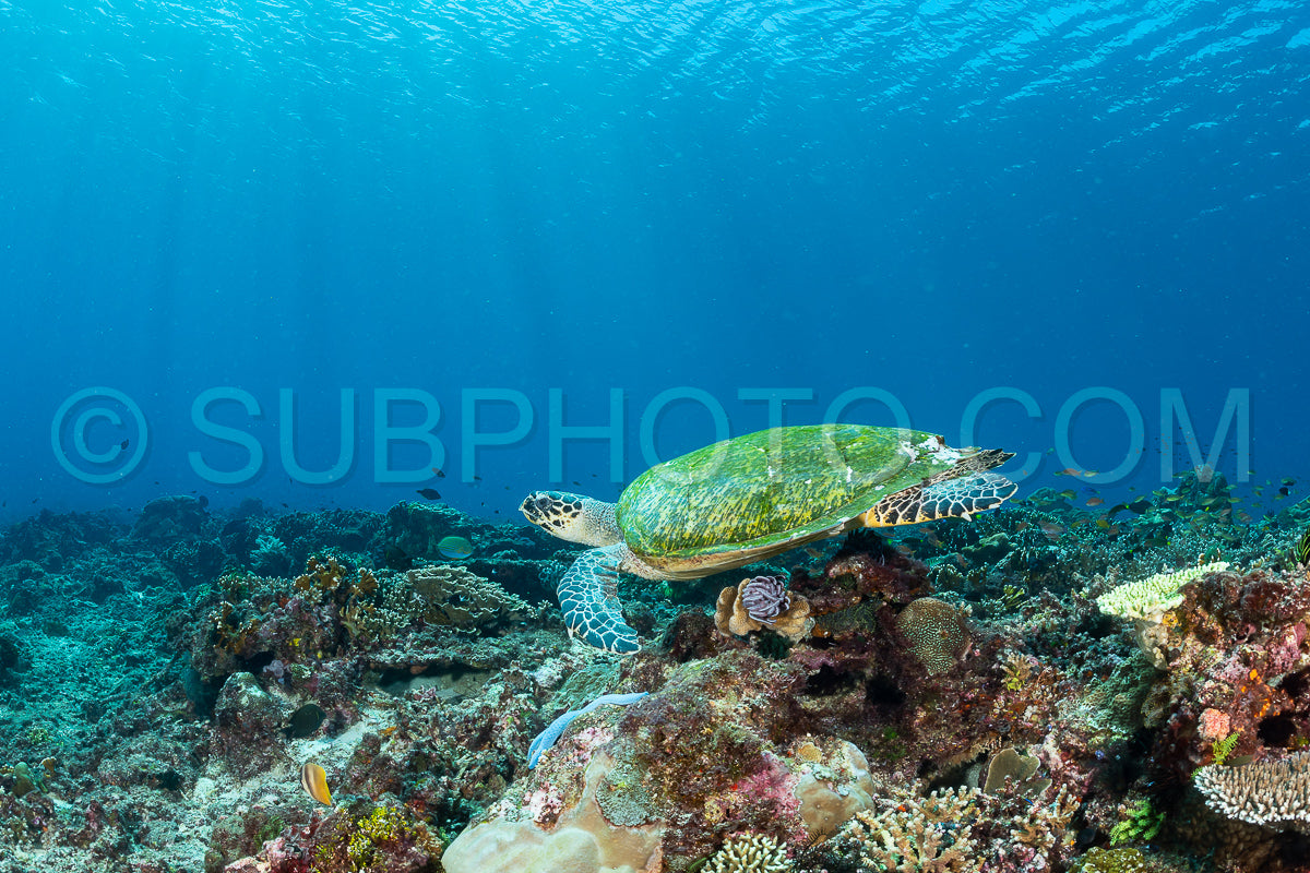 hawksbill turtle with a woman diver