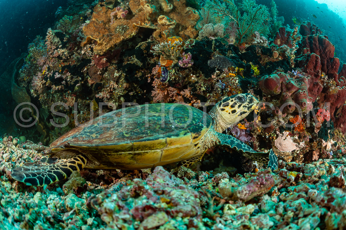 hawksbill turtle with a woman diver