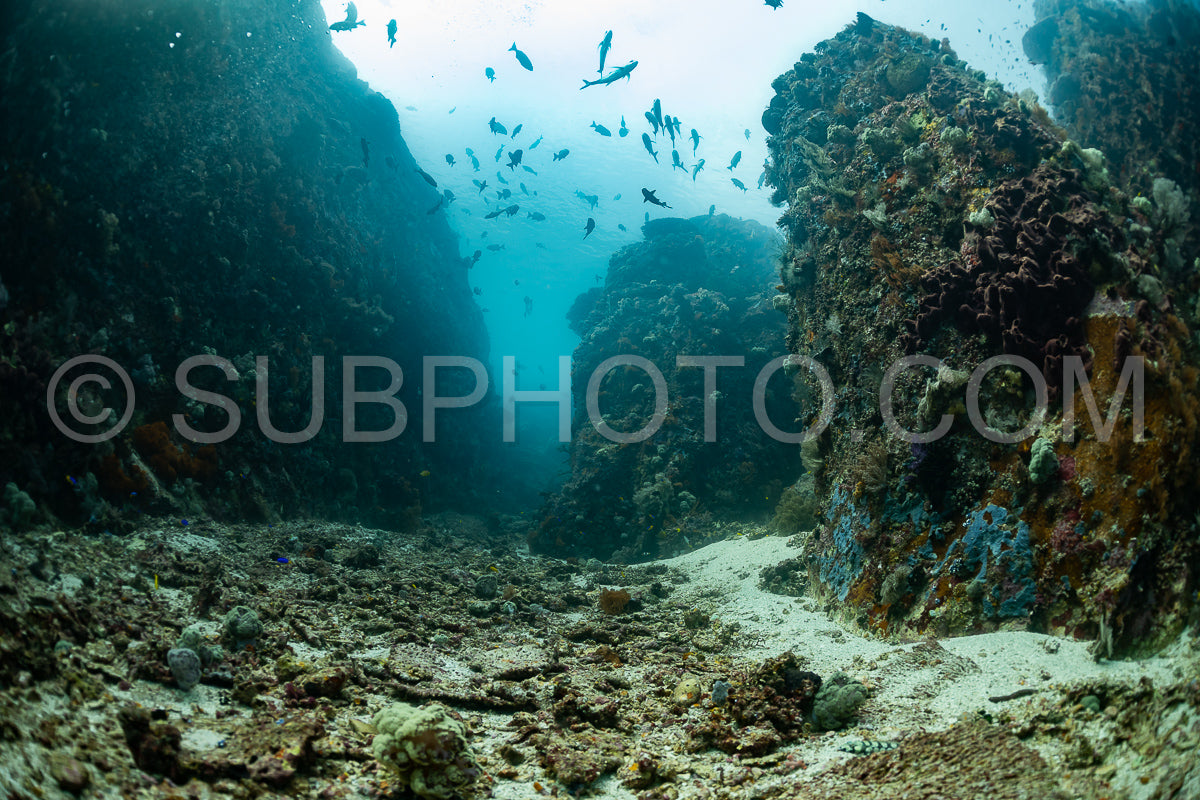coral reef in Indonesia