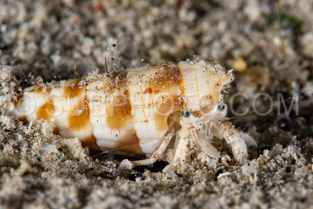 Photo de bernard-l'hermite