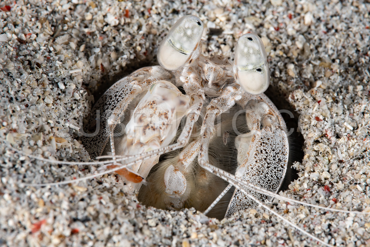 Photo de crevette mante tigrée