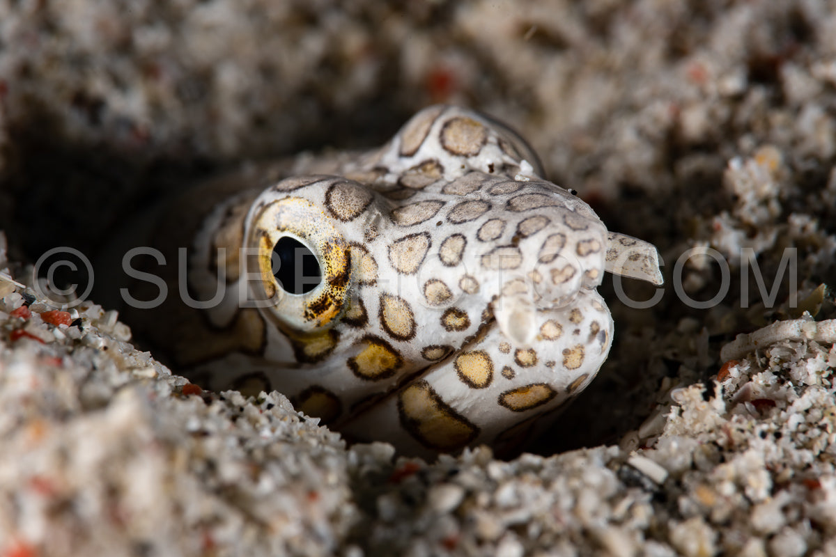 Photo de napoléon serpent anguille