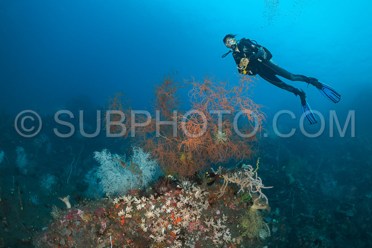 woman diver over a coral reef with volcanic black sand