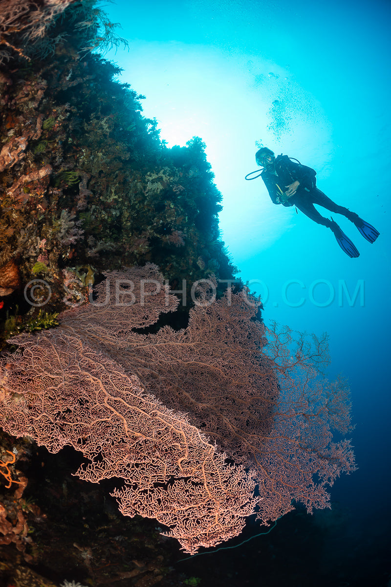 woman diver with gorgonian