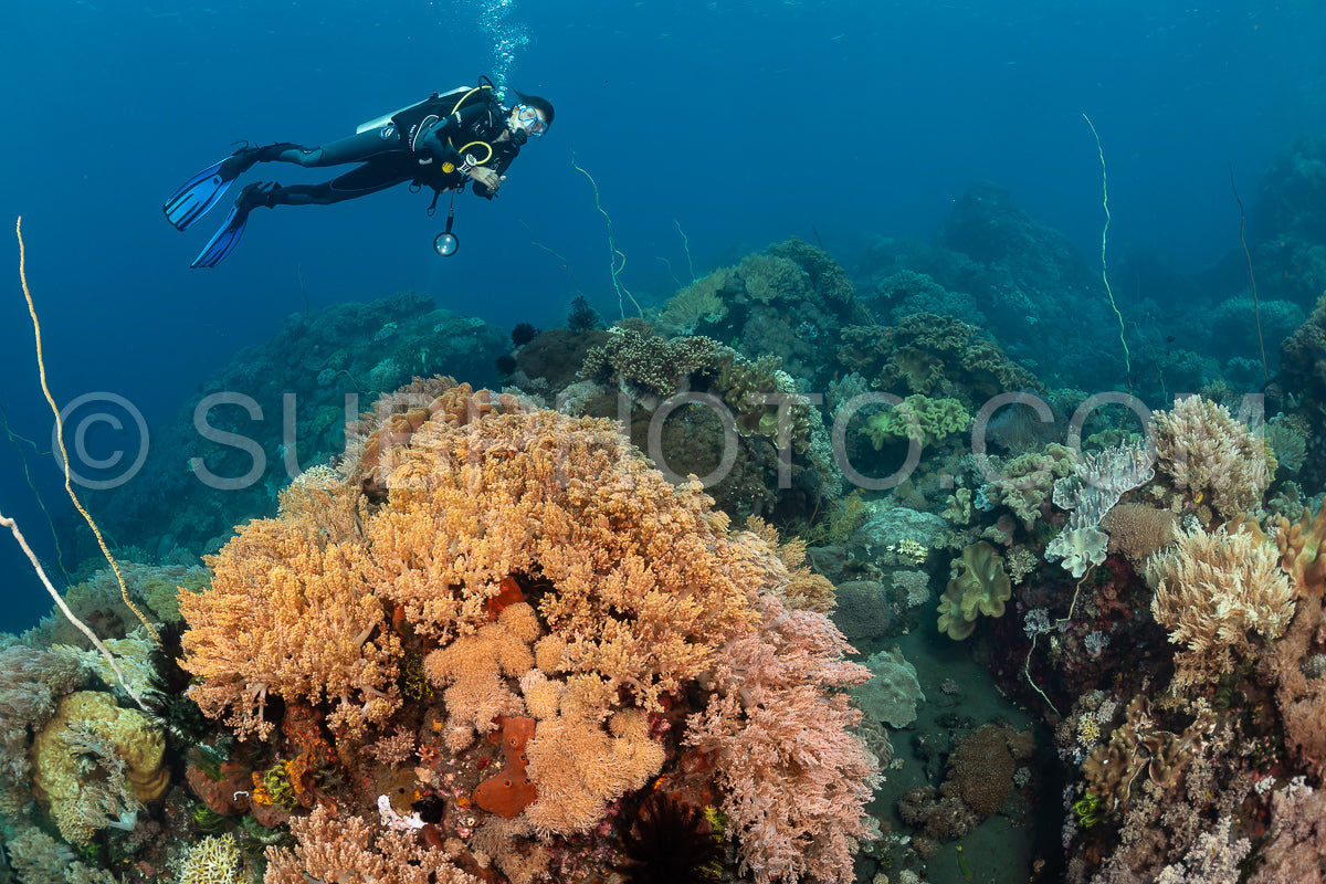 woman diver over a coral reef with volcanic black sand