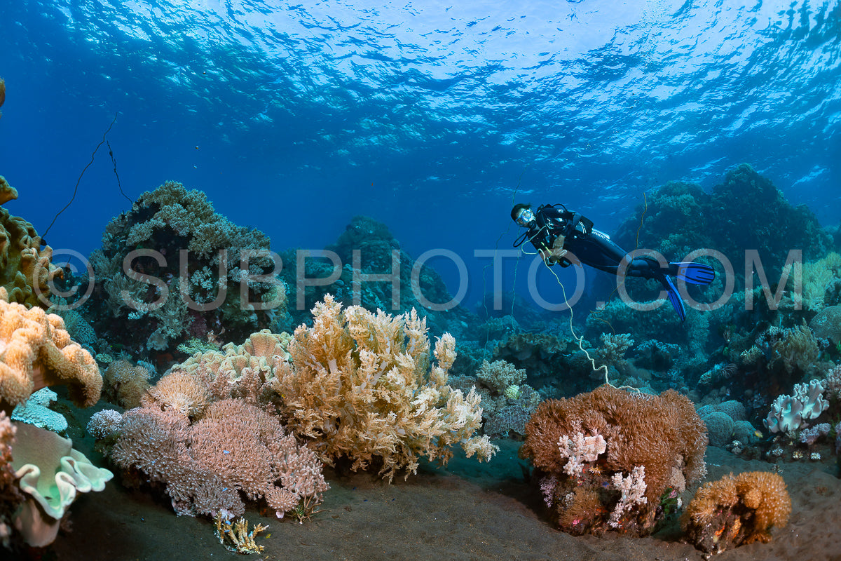 woman diver over a coral reef with volcanic black sand