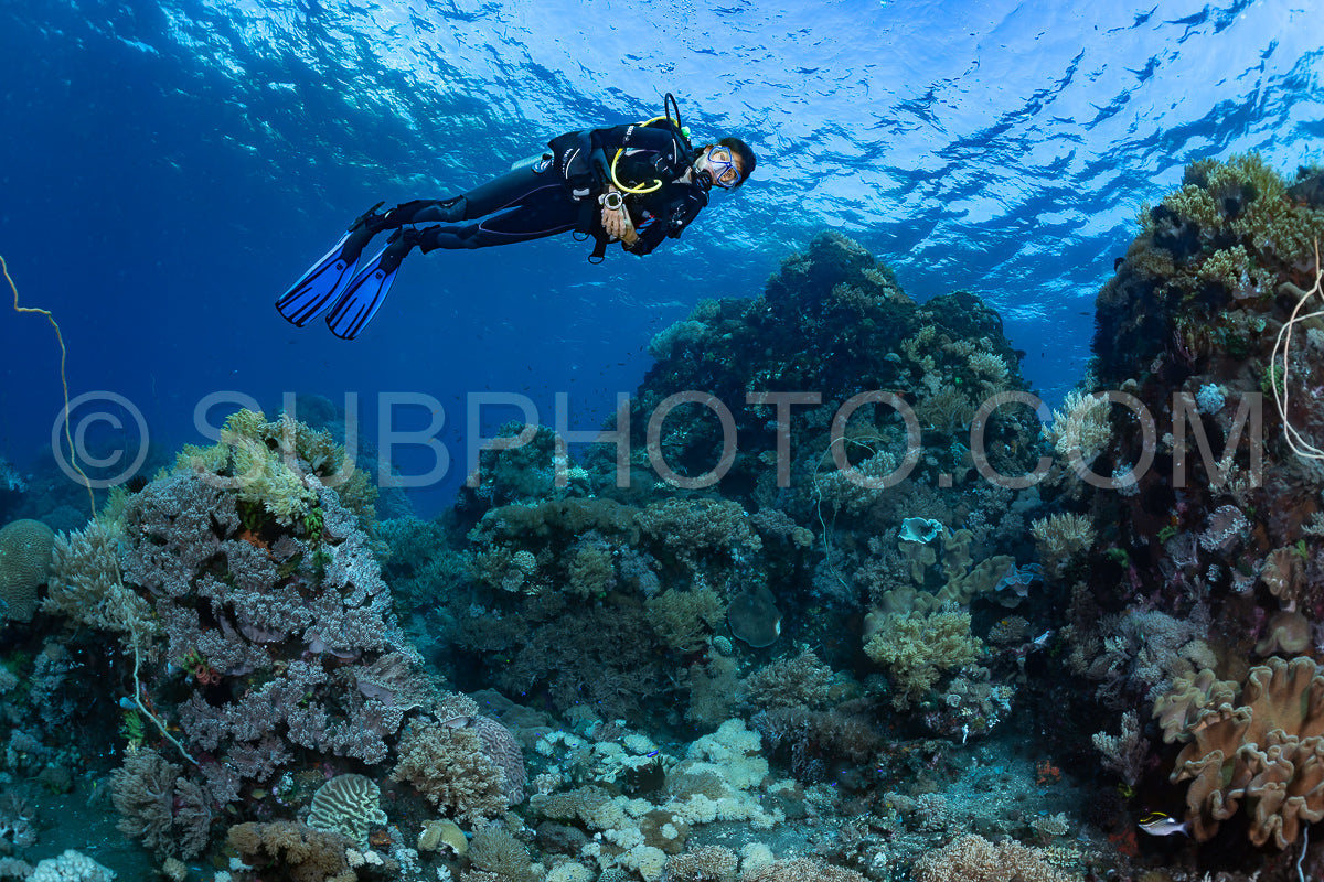 woman diver over a coral reef