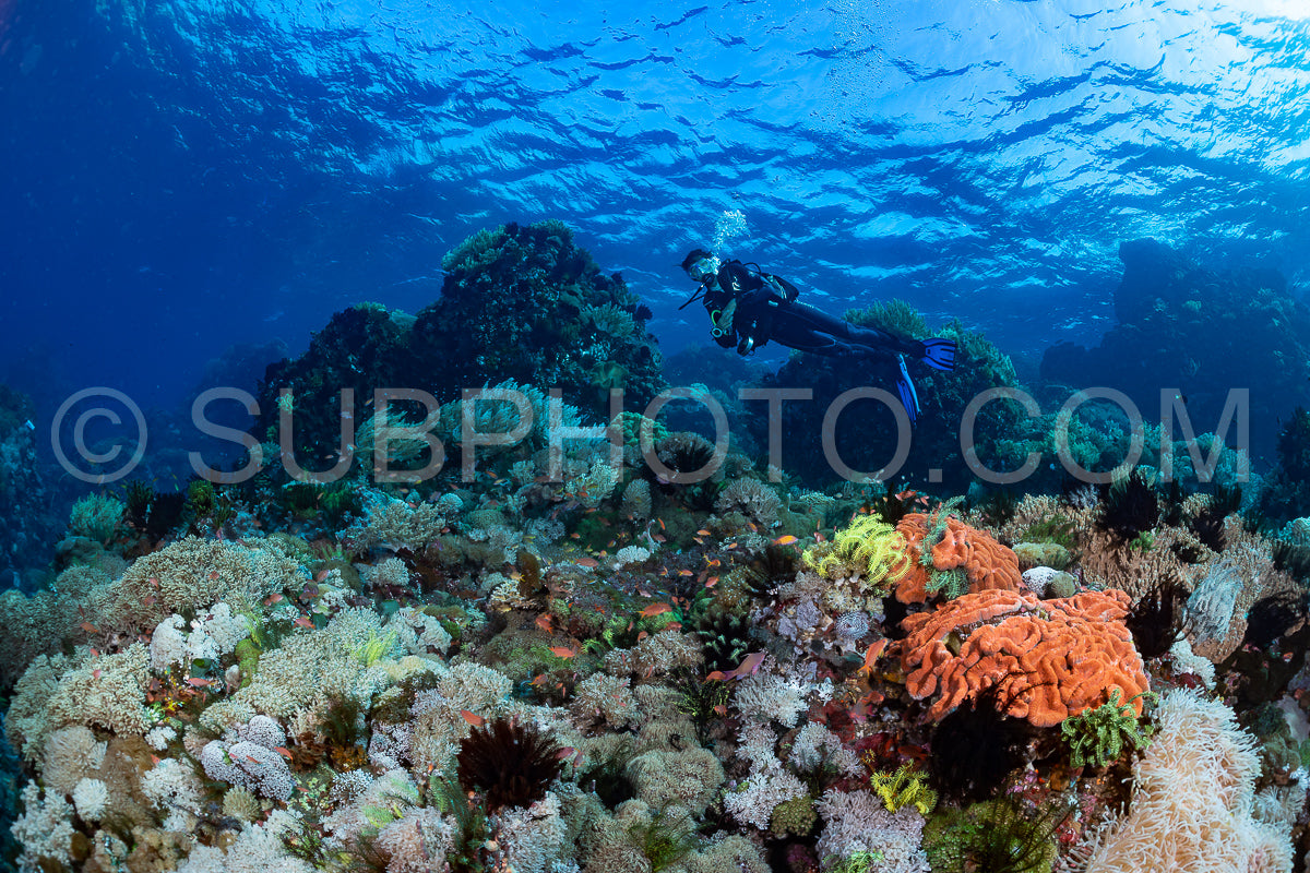 woman diver over a coral reef