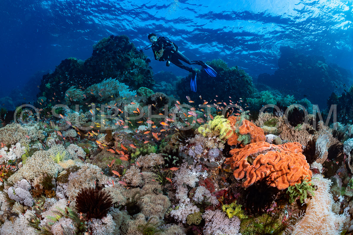 woman diver over a coral reef