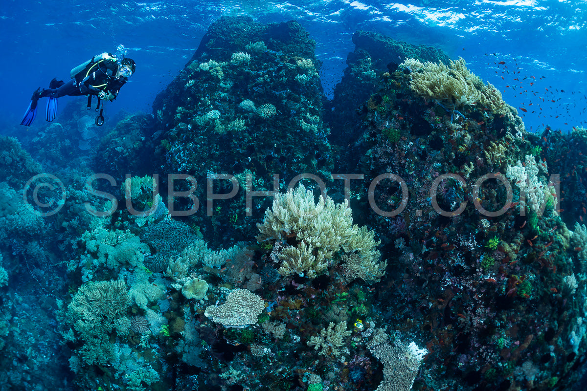 woman diver over a coral reef