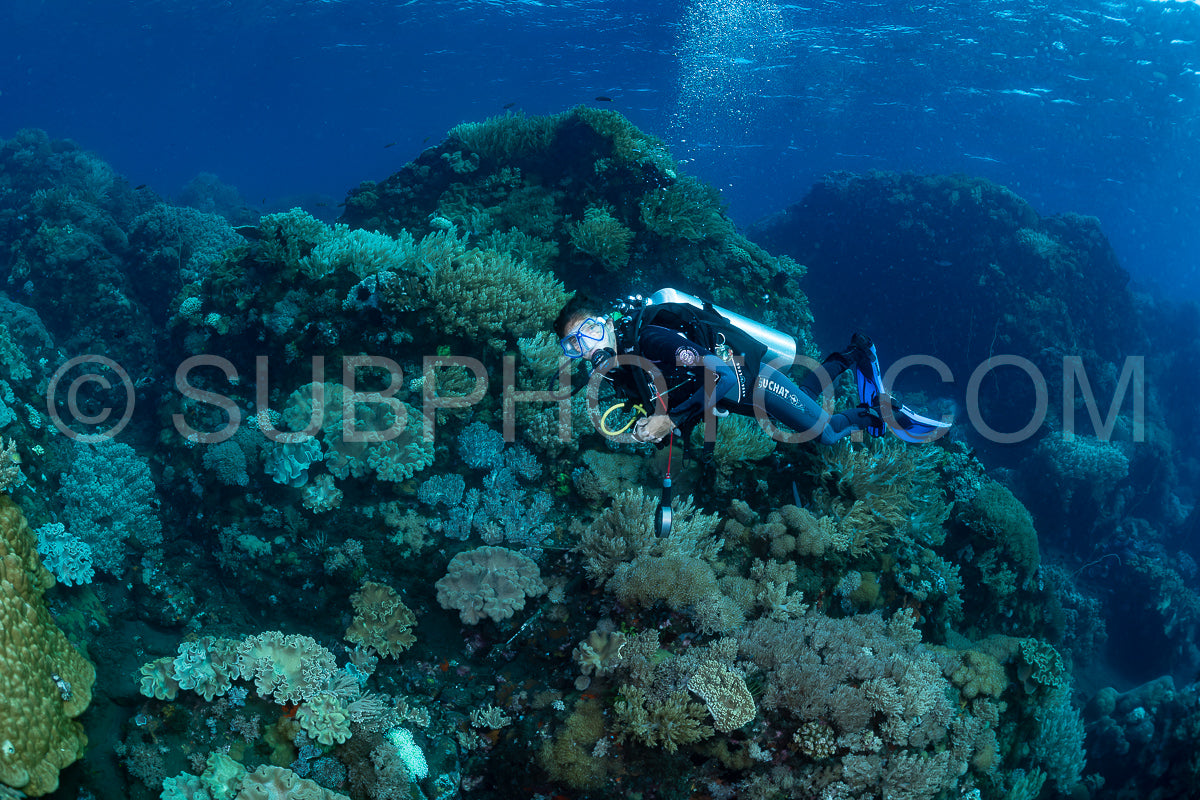 woman diver over a coral reef