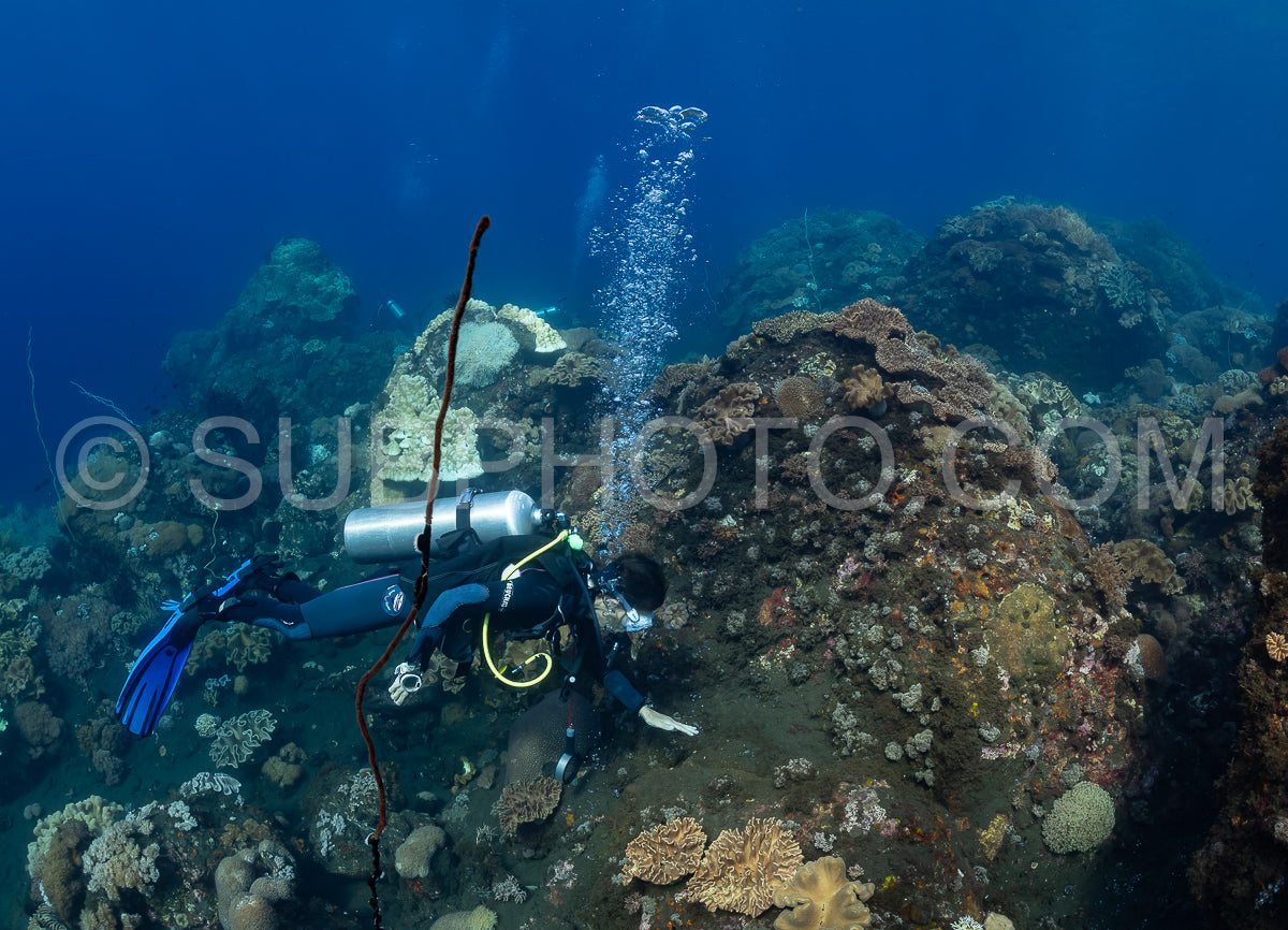 woman diver looking at warm water coming from the volcano Pulau Sangeang