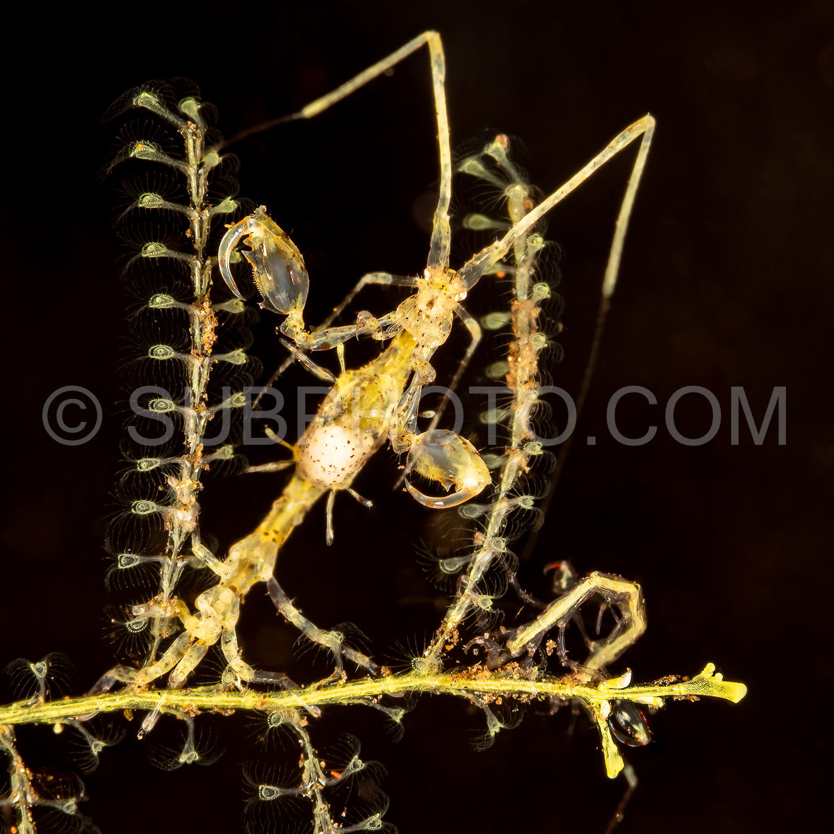 Photo de crevette squelette