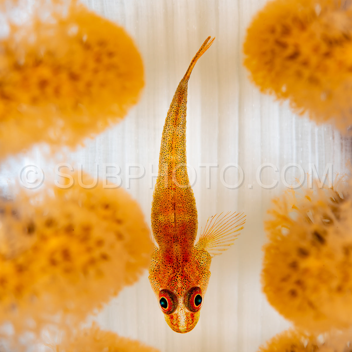 Photo de cuir corail ghostgoby