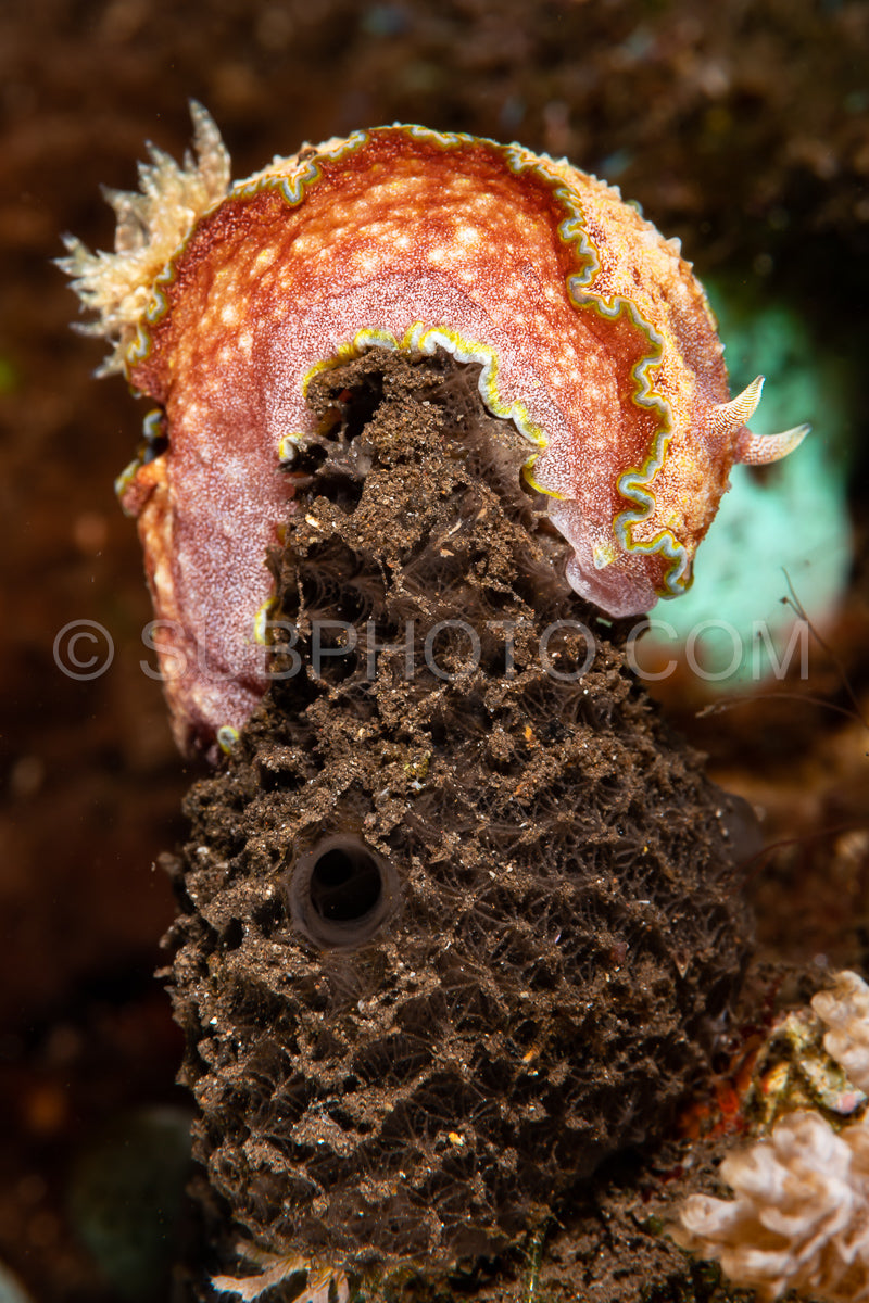 Photo de nudibranche de la limace de mer Doriprismatica