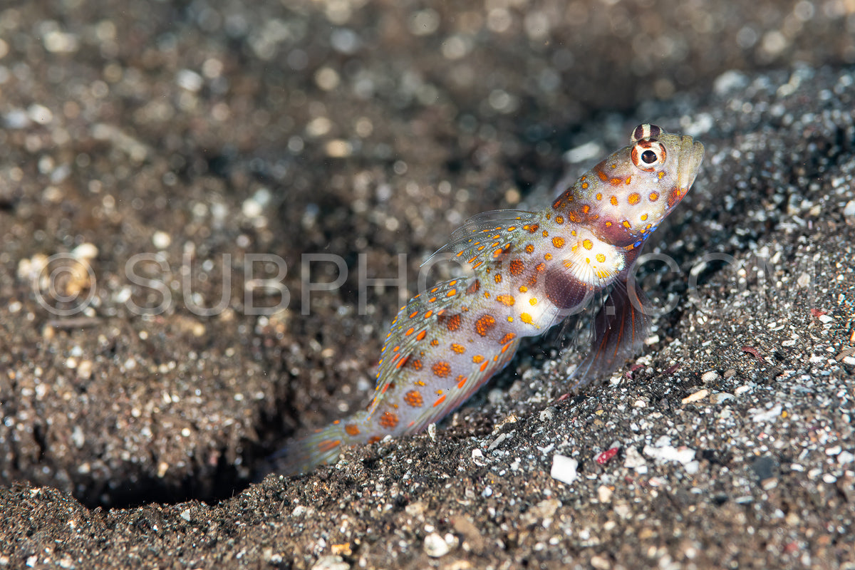 spotted shrimpgoby