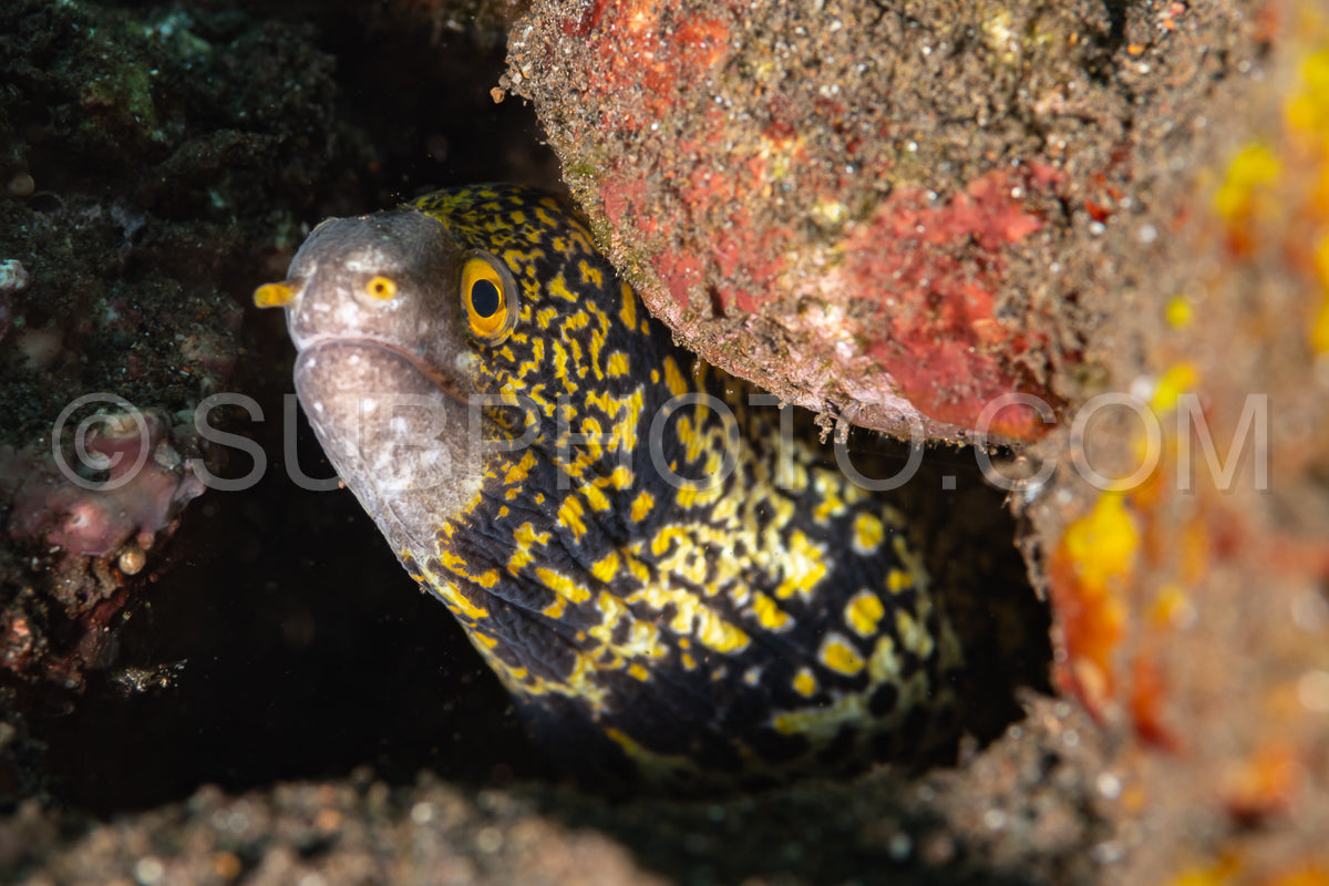 snowflake moray