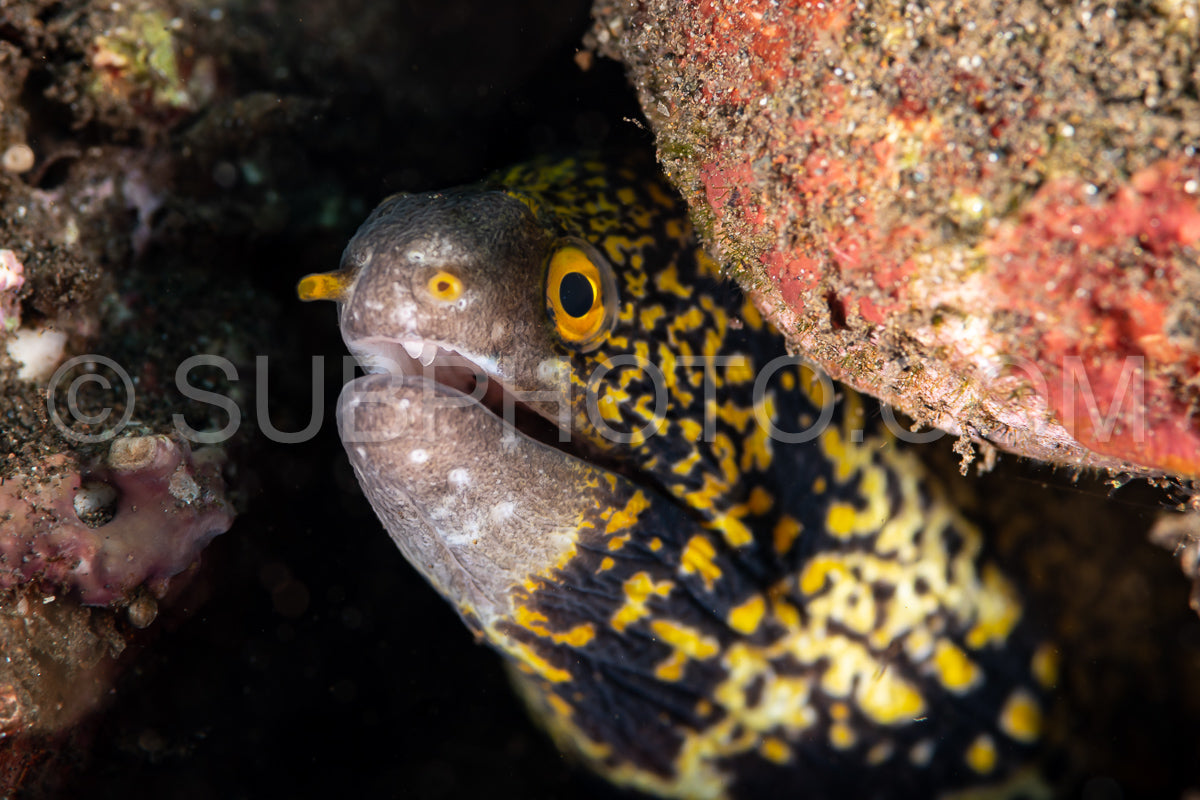 snowflake moray