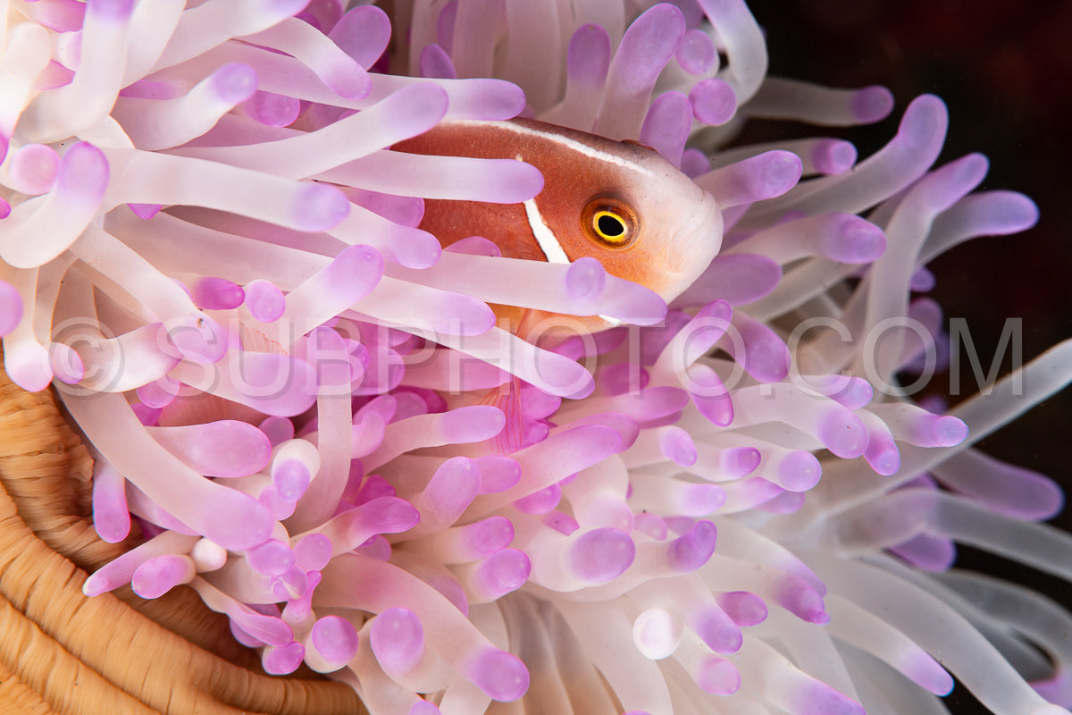 pink anemonefish