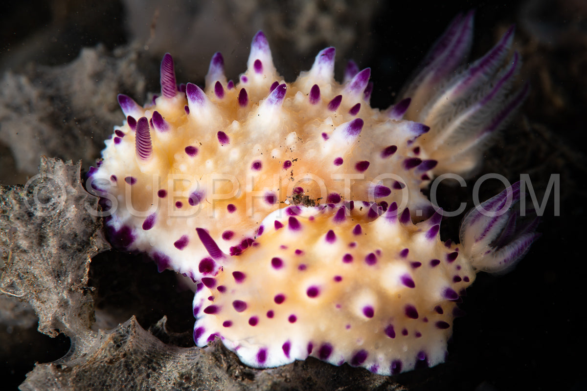 sea slug nudibranch Mixichomis multituberculata