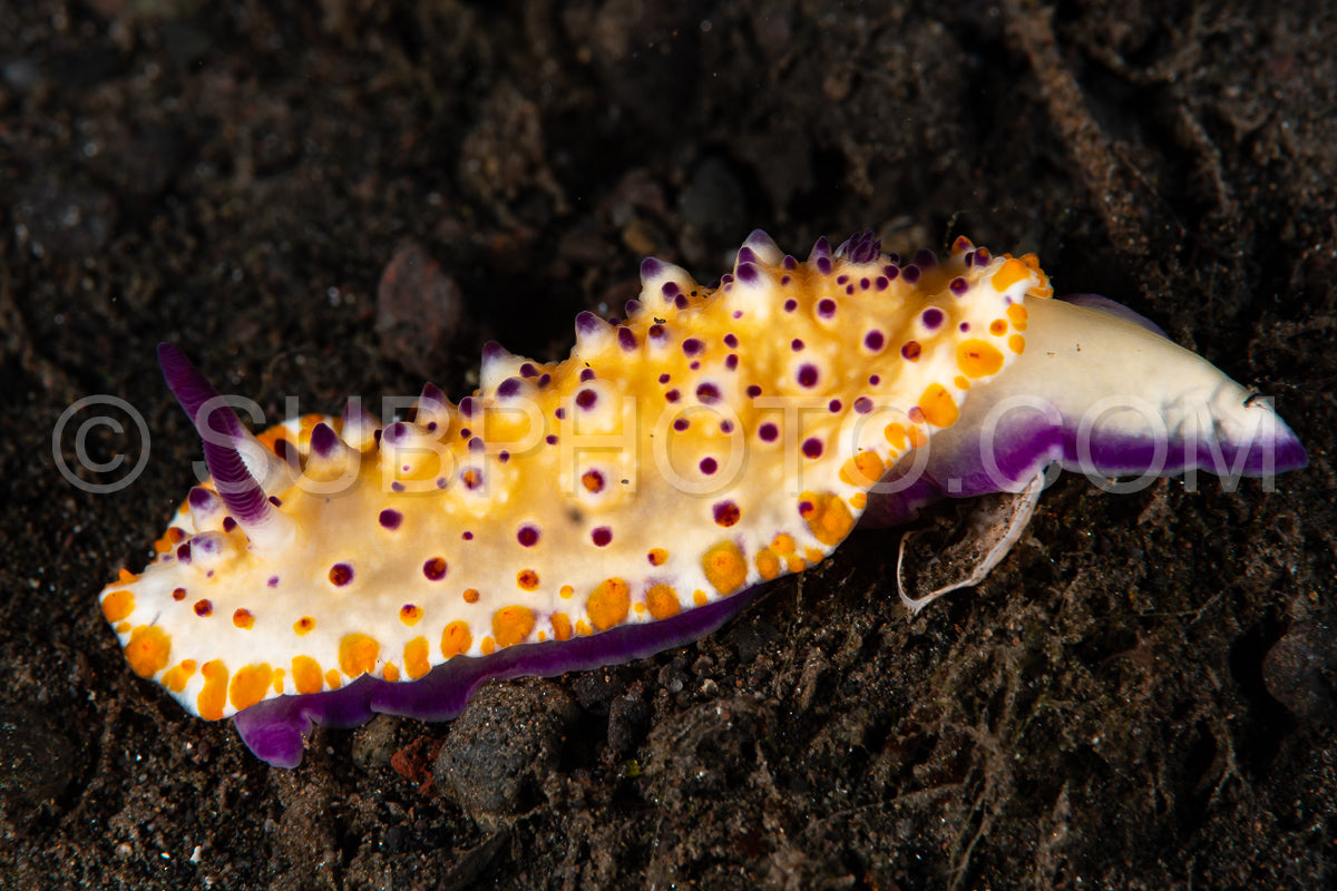sea slug nudibranch Mixichomis multituberculata