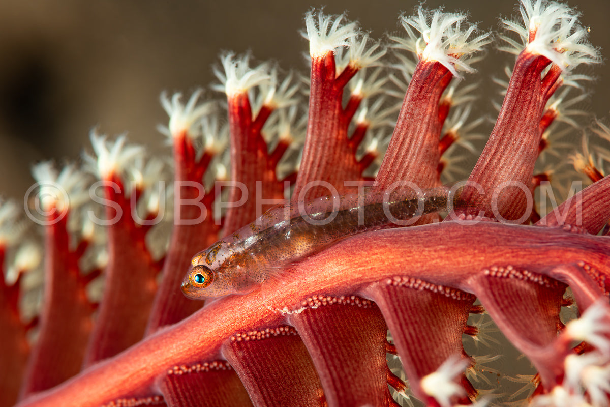 Photo de fantôme commun