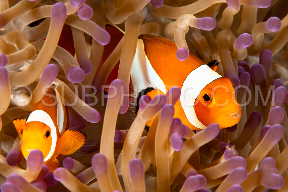 Photo de poisson-anémone faux clown